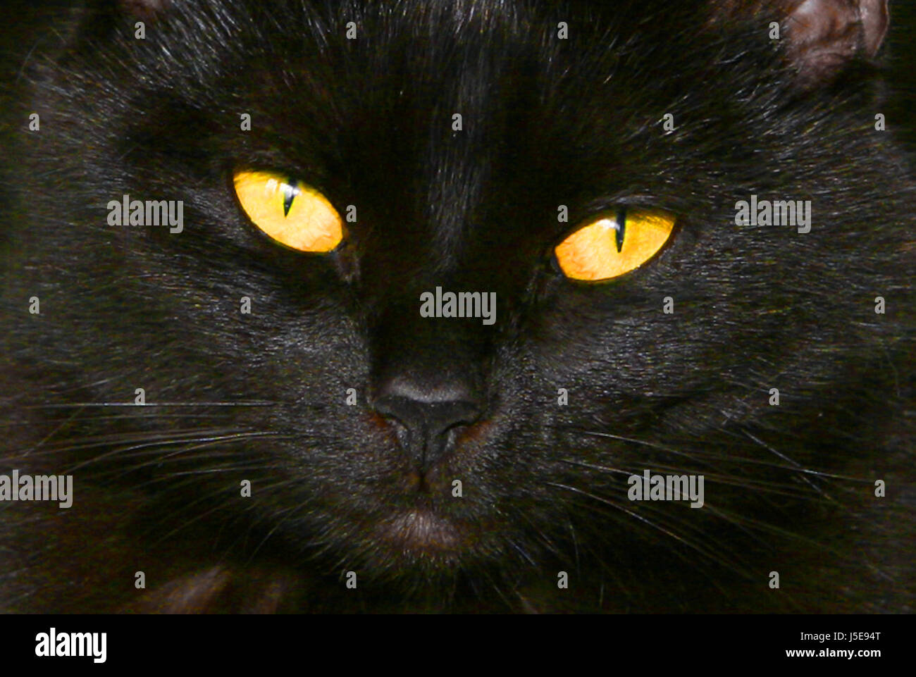 pet black swarthy jetblack deep black eyes cat eyes pussycat cat domestic cat Stock Photo