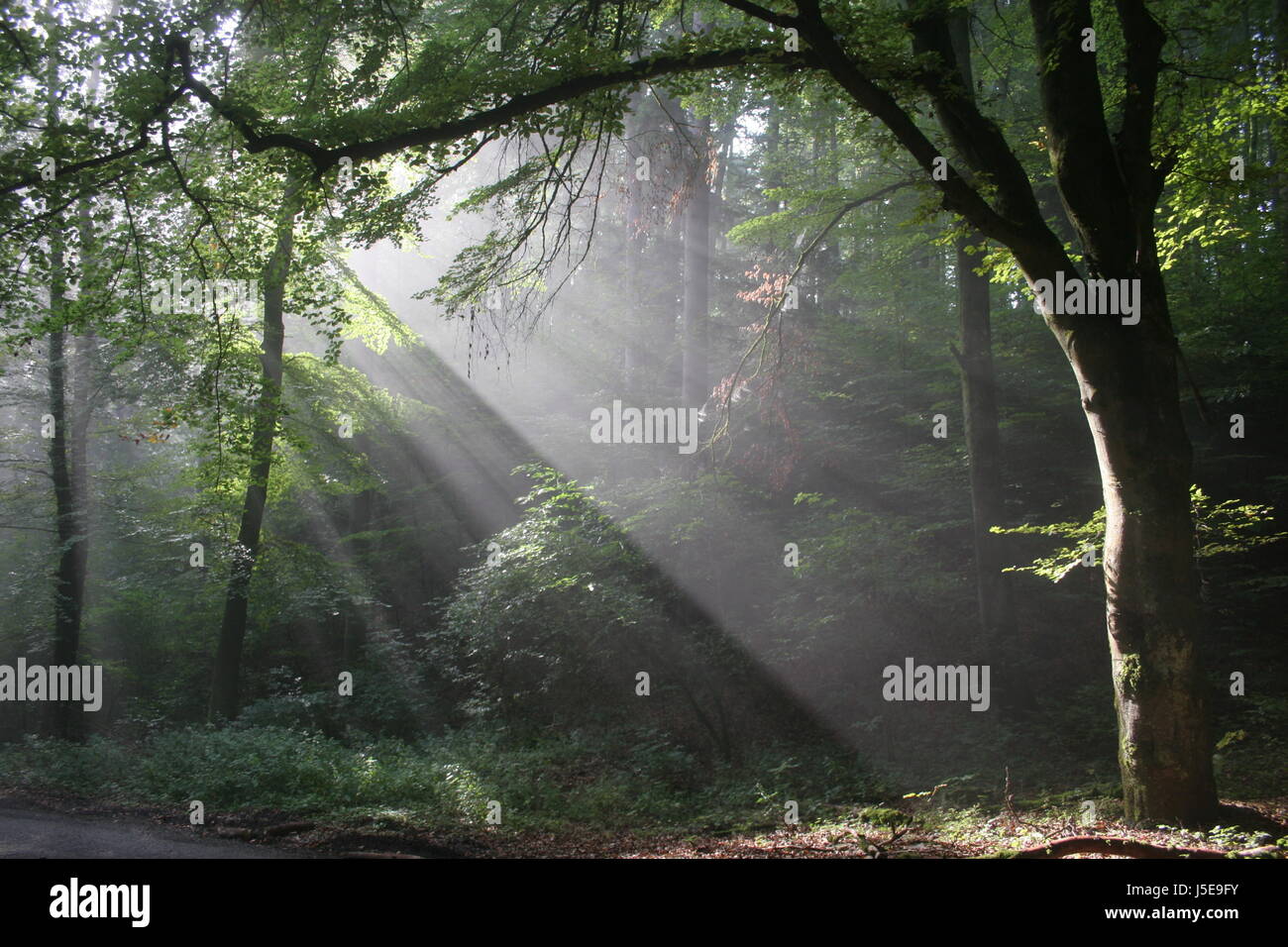 morning mood in the forest Stock Photo - Alamy