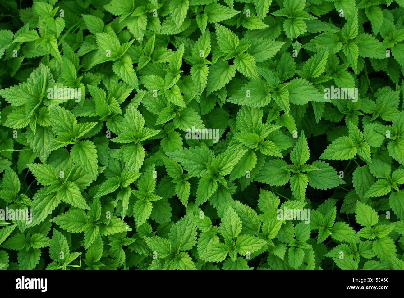 green sting stinging nettle poison itch nettle design shaping formation