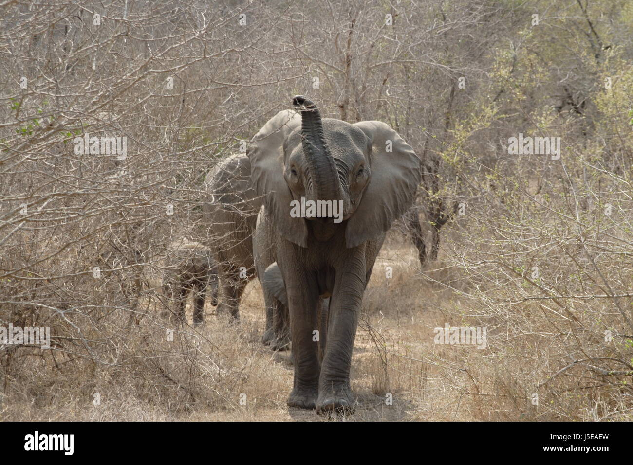 africa elephant steppe quiet south africa safari thick cape town water trumpet Stock Photo