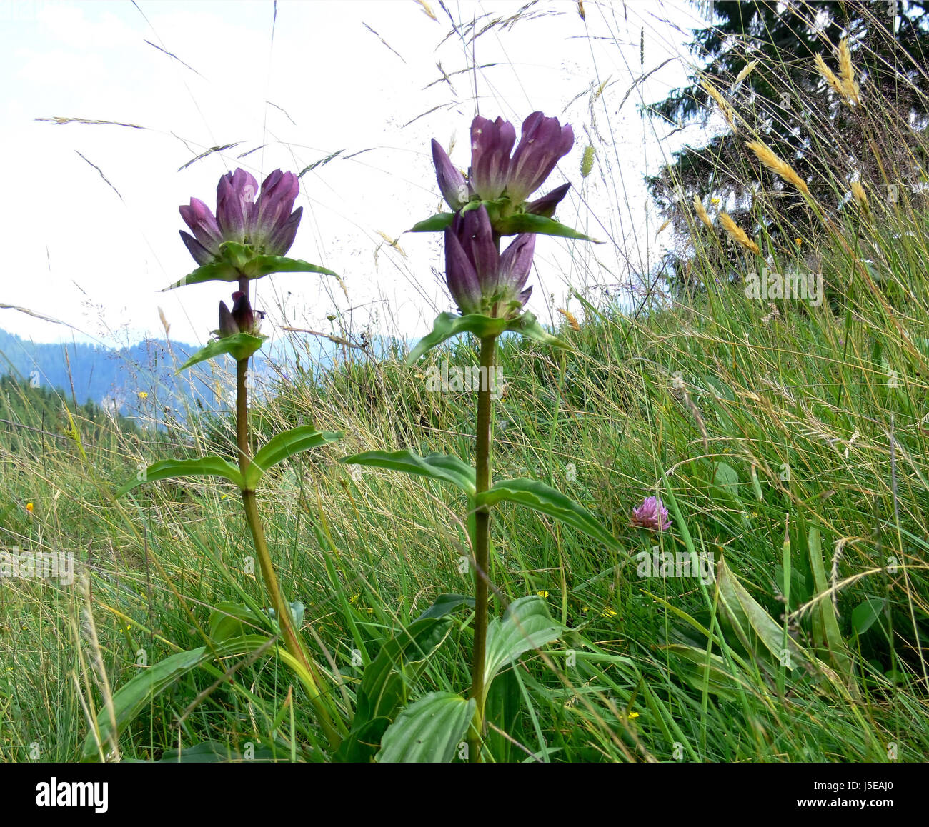 mountains alps gentian mountain meadow hungarian mountains alps alp gentian Stock Photo