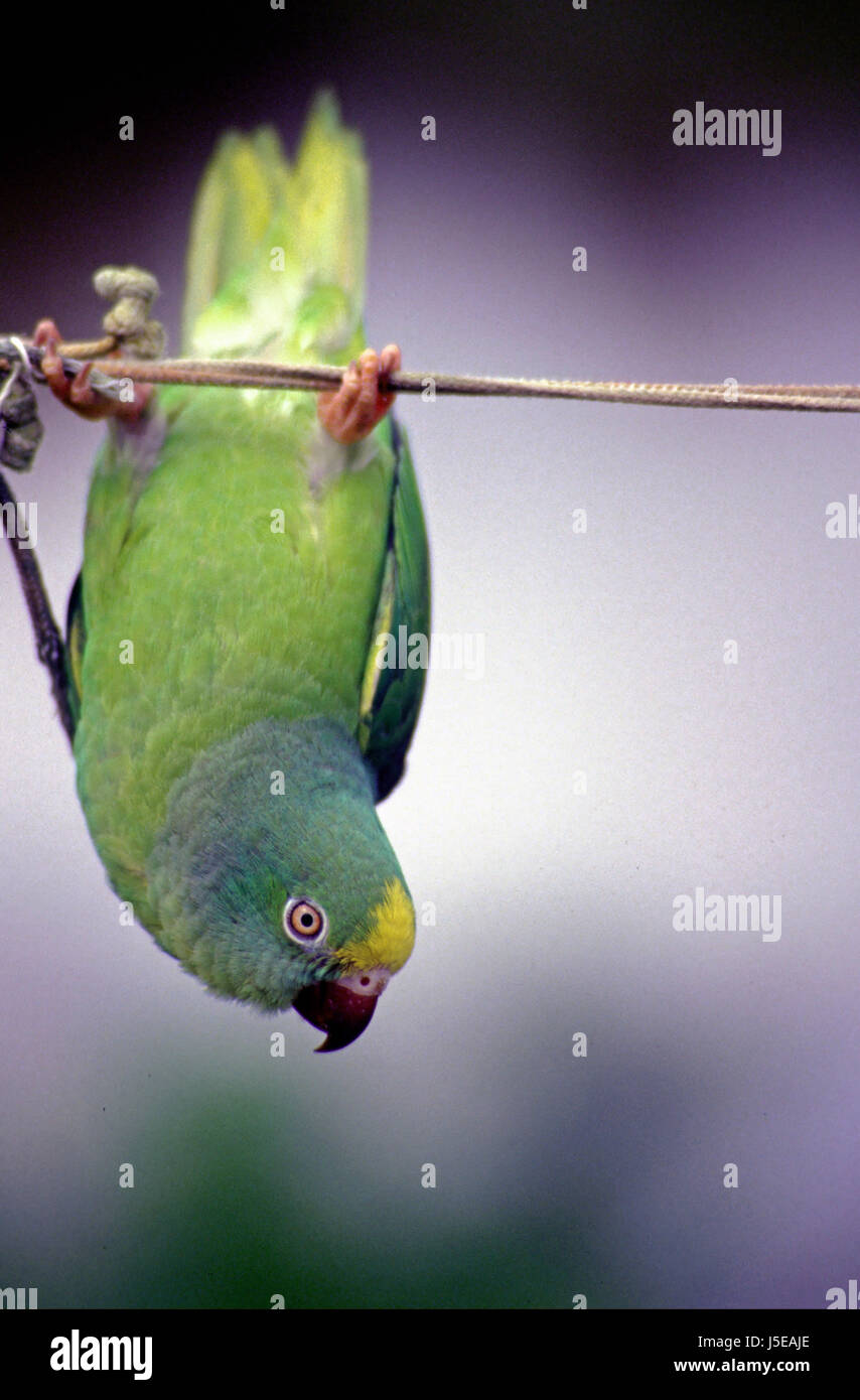 parrot on the rope Stock Photo - Alamy