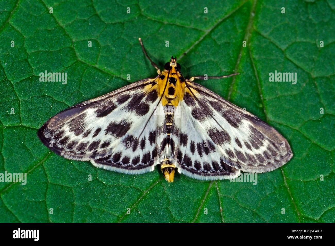 butterfly butterflies leave moths eurrhypara hortulata eurrhypara urticae Stock Photo