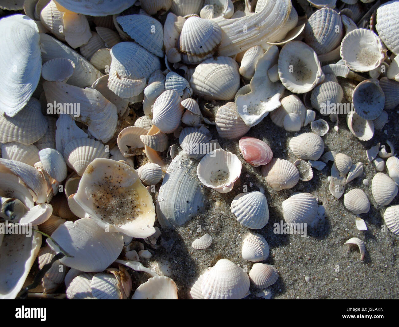 beach seaside the beach seashore shell water baltic sea salt water sea ocean Stock Photo
