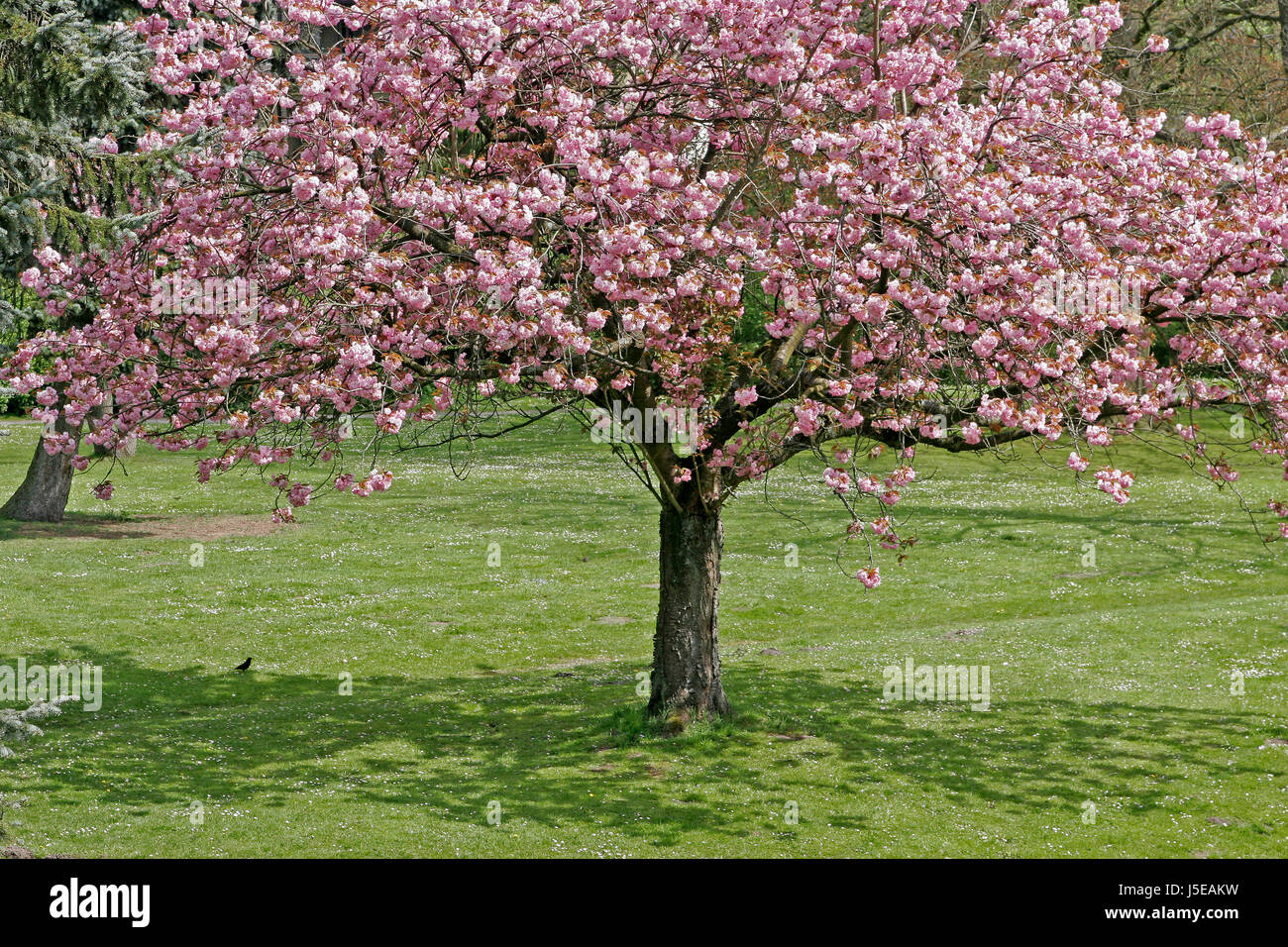 tree trees spring cherry fruit-tree lower saxony cherry tree prunus hagen Stock Photo