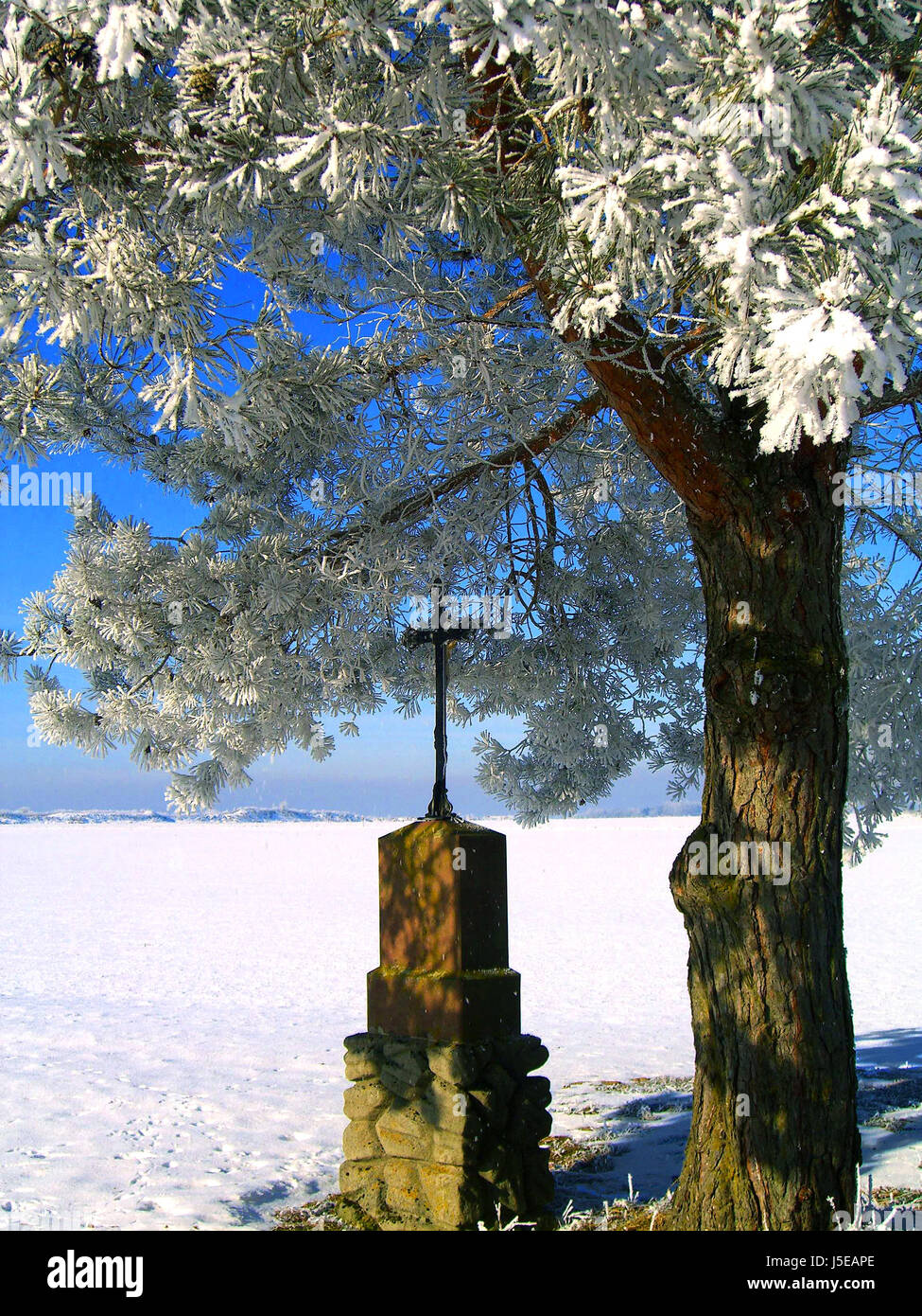 blue tree winter cold cross blank european caucasian ripe ice conifer hoarfrost Stock Photo