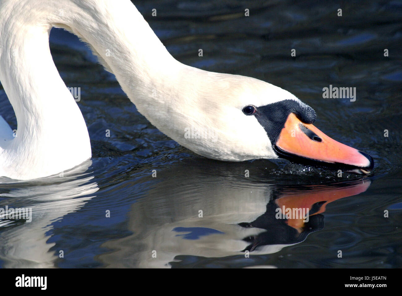 swan mirrored Stock Photo