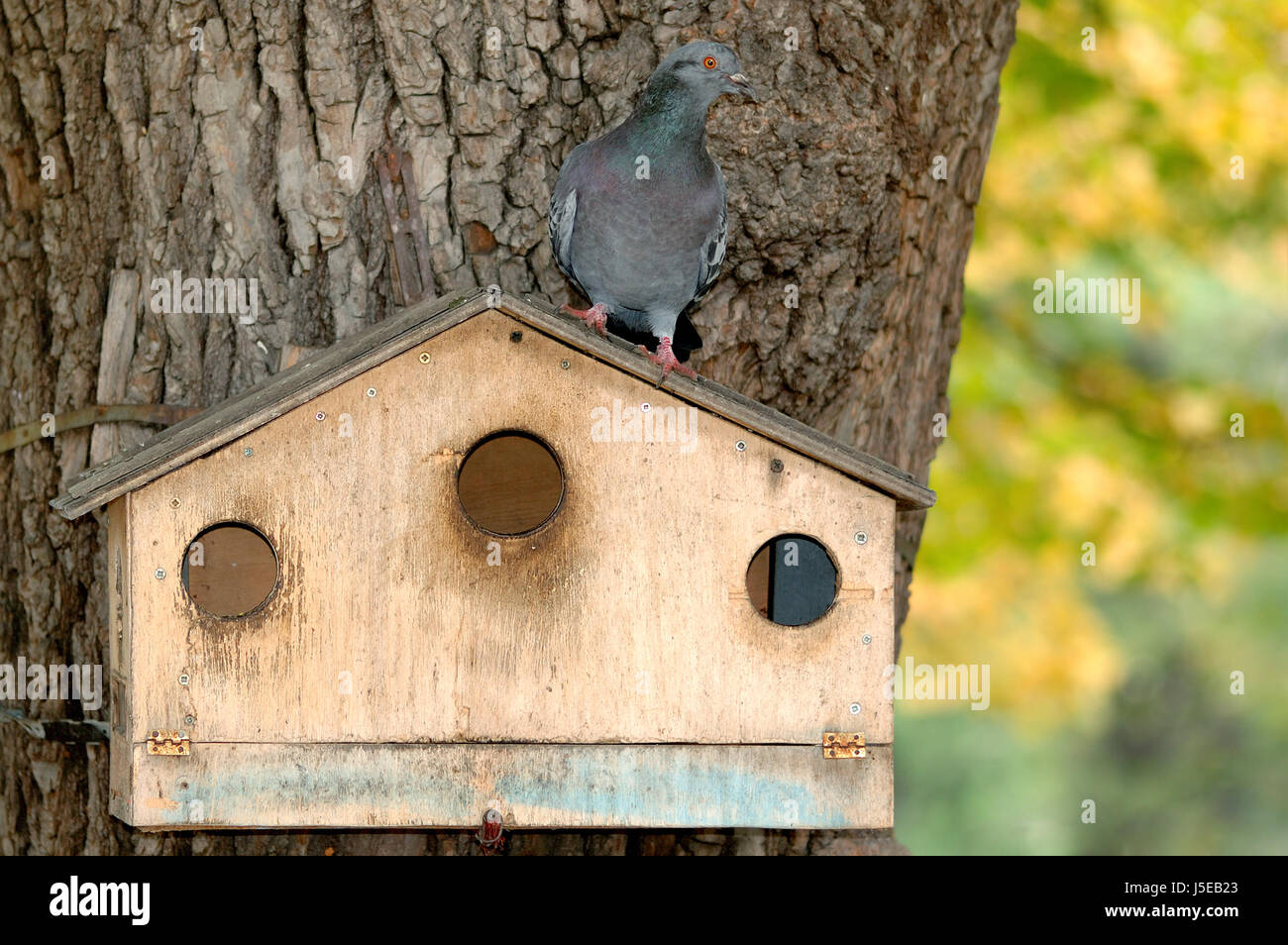house building tree park bird wood birds guard framehouse cottage