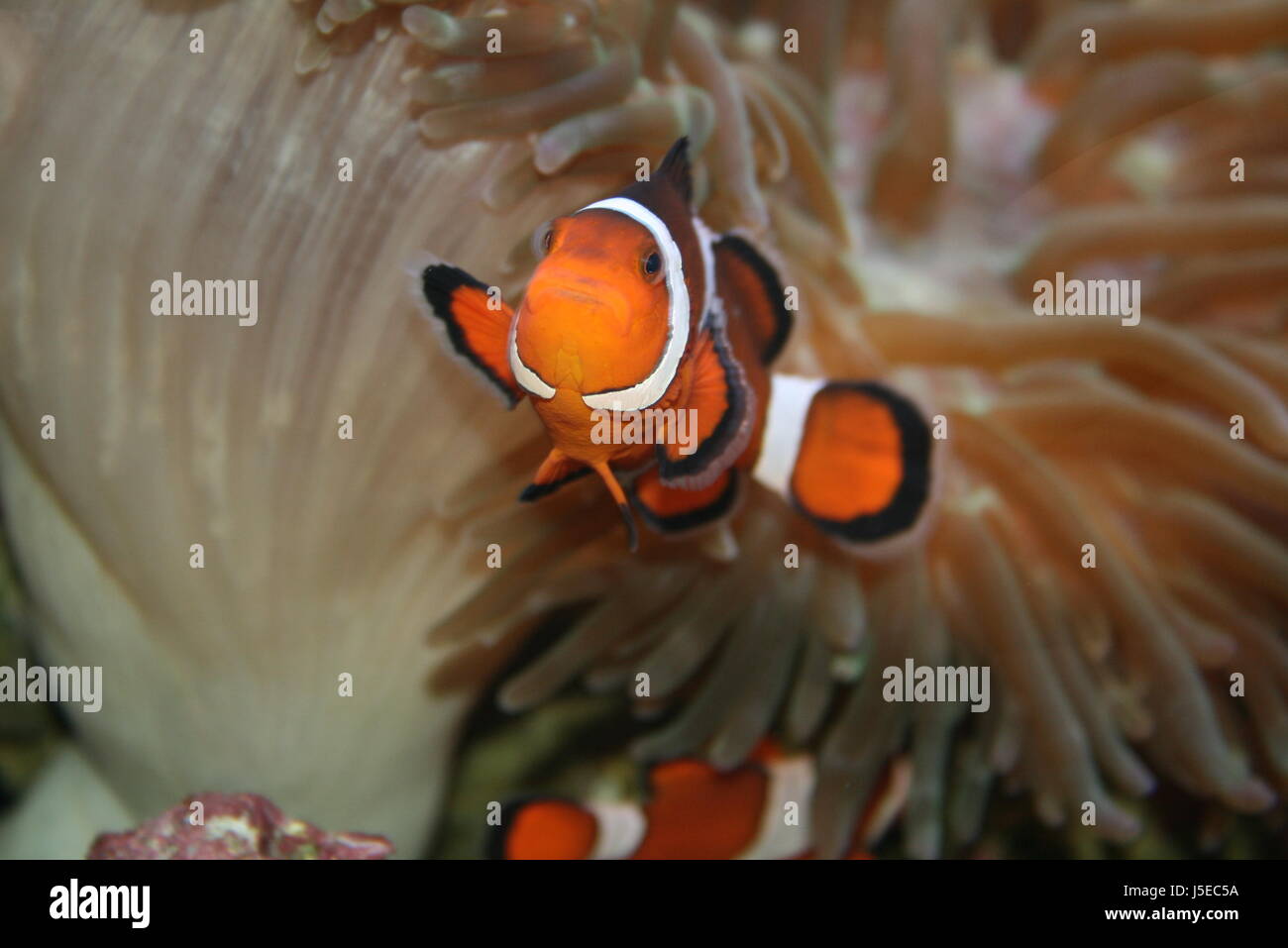 nemo of clownfish Stock Photo