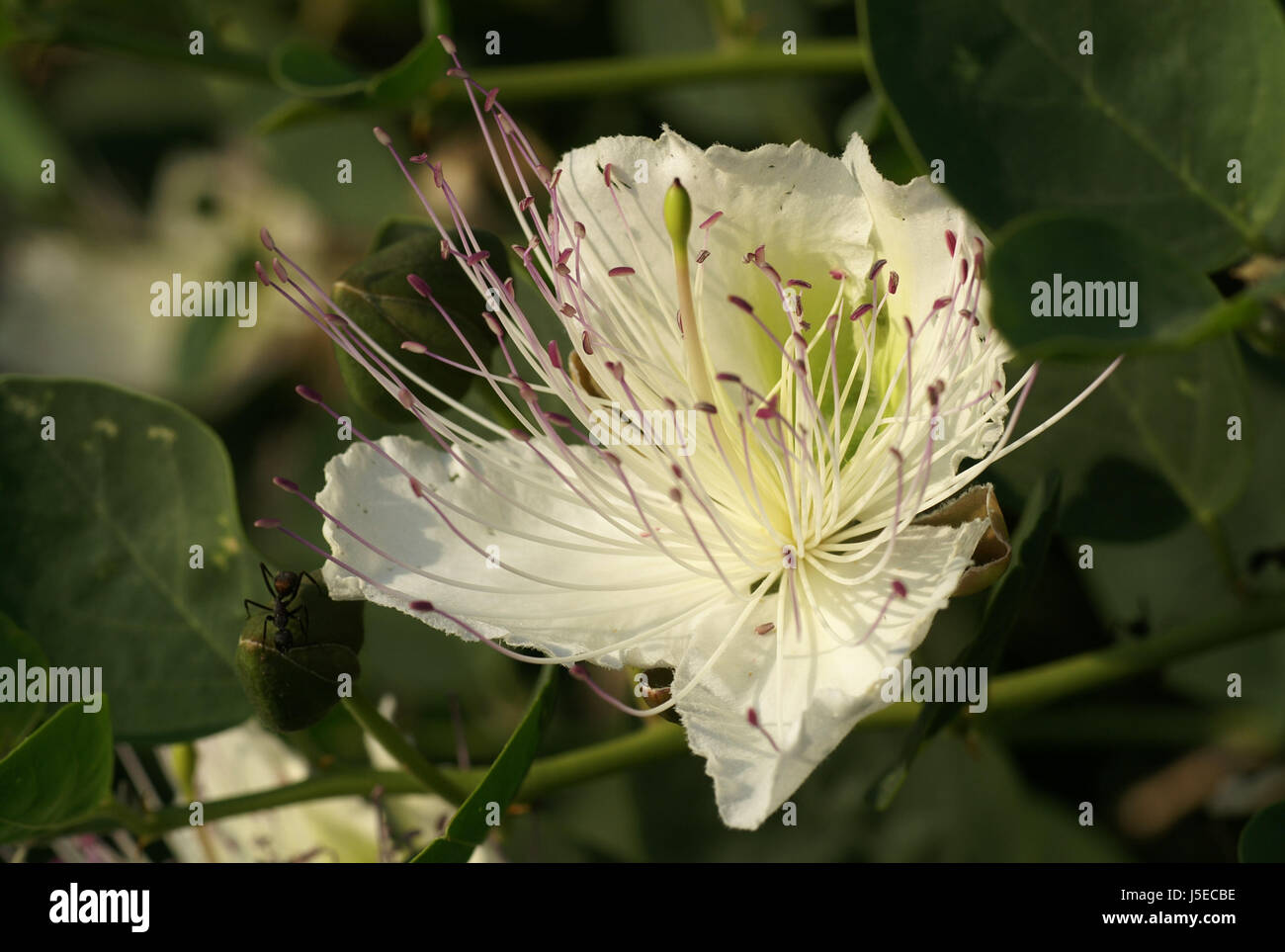 caper flower capparis spinosa Stock Photo Alamy