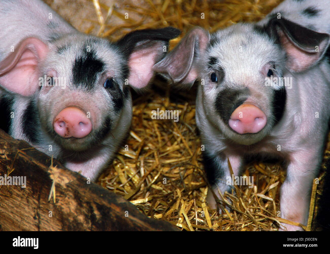 bunte bentheimer pigs Stock Photo