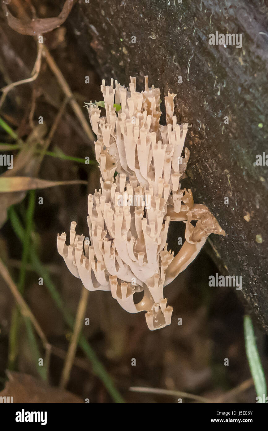 Artomyces austropiperatus, Peppery Coral Fungus, Grants Gully, Sherbrooke Forest, Victoria, Australia Stock Photo