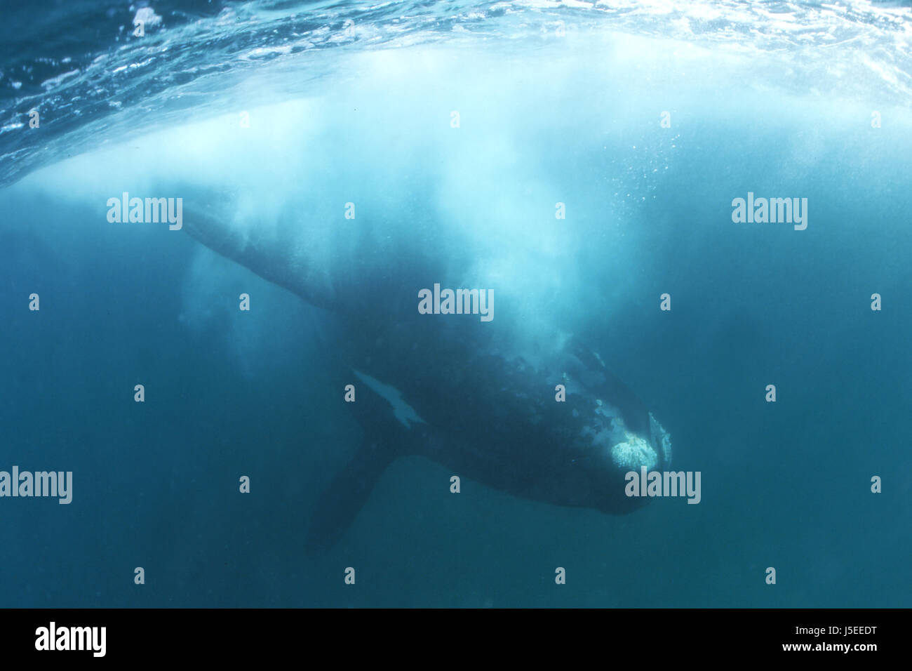 southern right whale Stock Photo - Alamy
