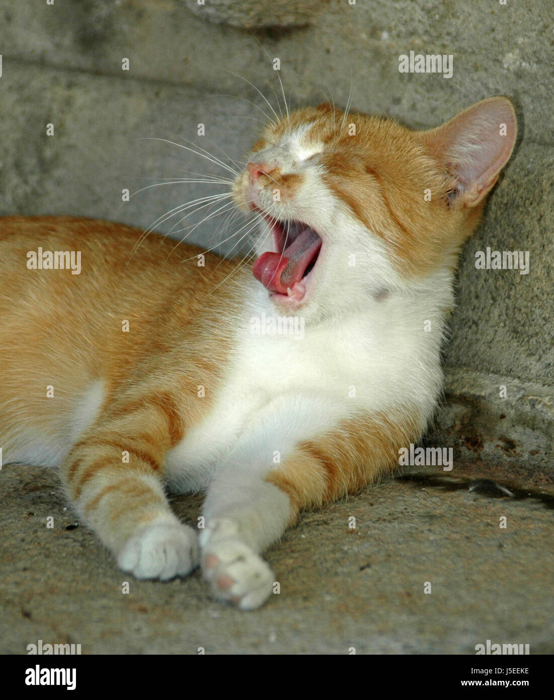 animal pet mammal mouth teeth tongue cat big cat feline predator tiger blank Stock Photo