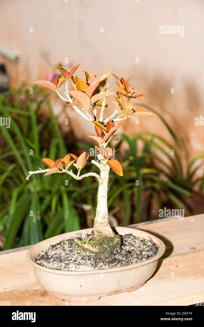 Bonsai tree Stock Photo
