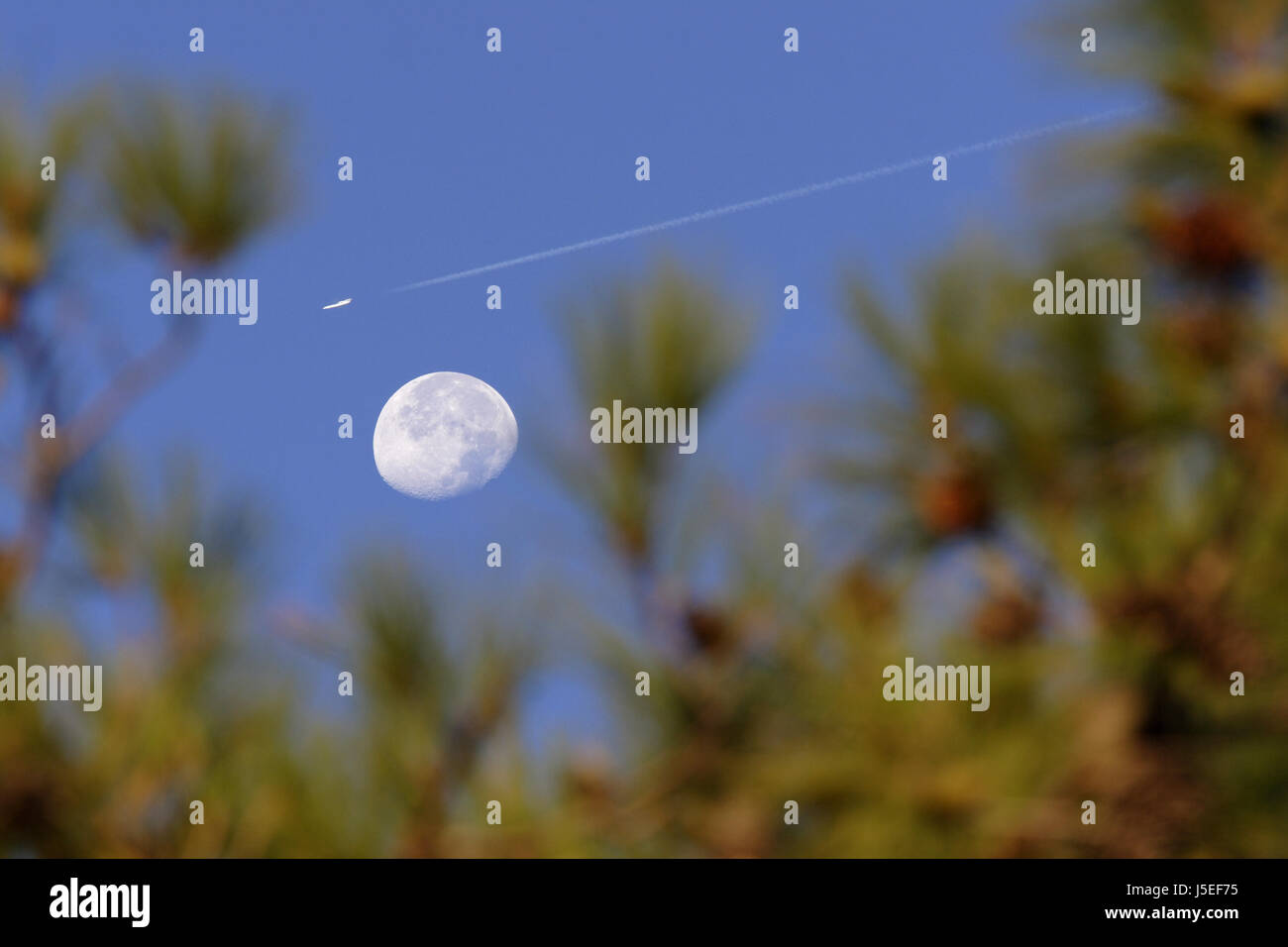 blue tree trees moon moonlight satellite pines firmament sky aircraft aeroplane Stock Photo