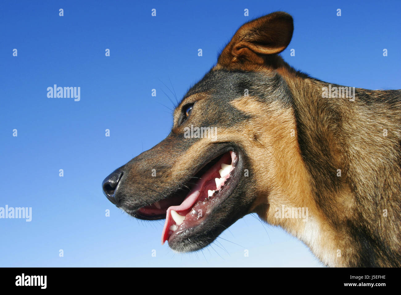 animal pet mammal teeth playful bit tongue quadruped skin dog mongrel muzzle Stock Photo