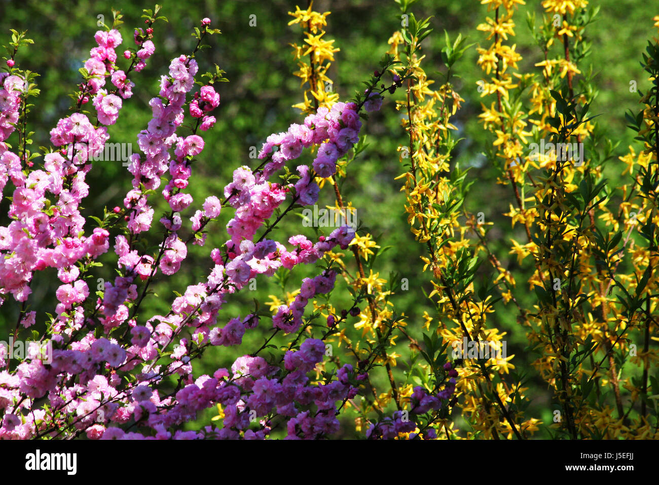 garden bloom blossom flourish flourishing coloured colourful gorgeous Stock Photo