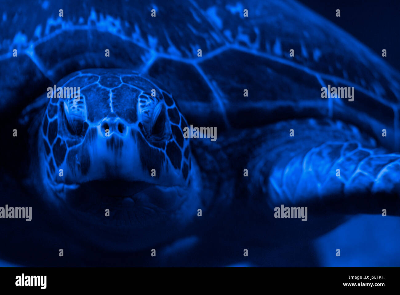 animal war threat attack salt water sea ocean water agression ...