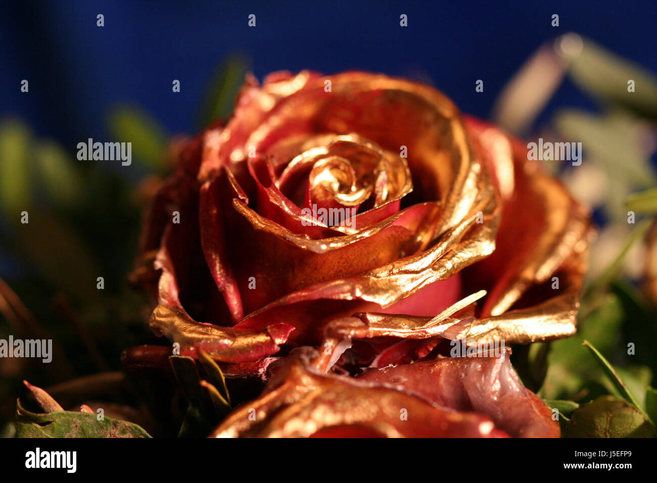 Gold rose hires stock photography and images Alamy