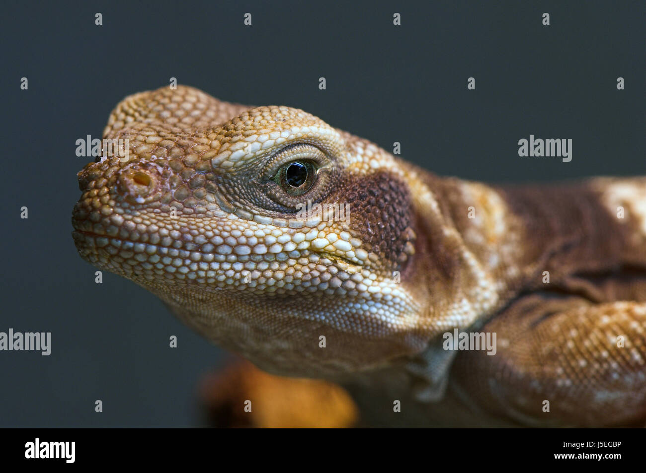 desert wasteland reptile saurian usa iguana terrarium vegetarian