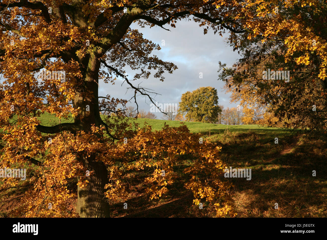 tree trees coloured colourful gorgeous multifarious richly coloured deciduous Stock Photo