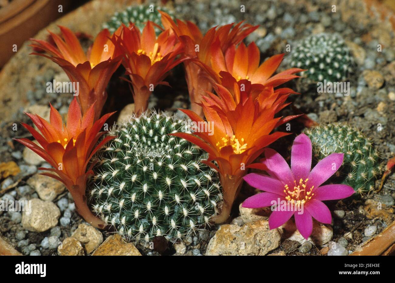 plant bloom blossom flourish flourishing flower flowers blossoms cacti cactus Stock Photo