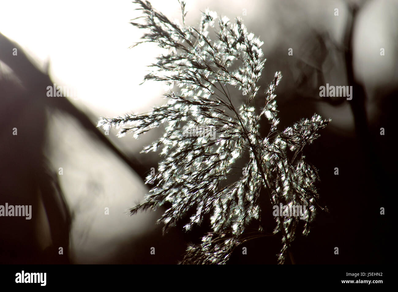 shine shines bright lucent light serene luminous reed blossoms grasses ...