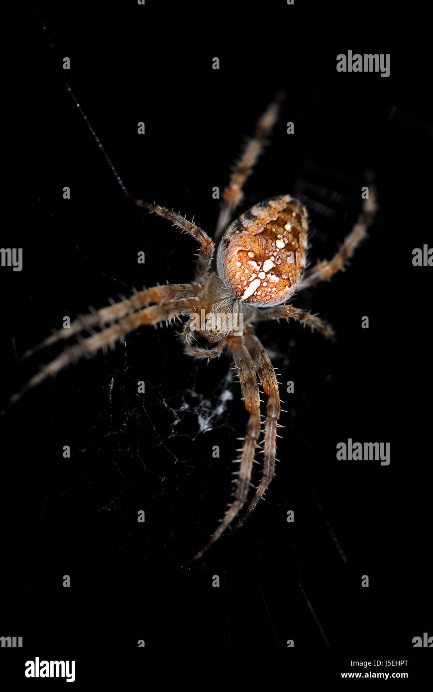 spider spin thread threads nets spot retilarian blot kreuzspinne kreuzspinnen Stock Photo