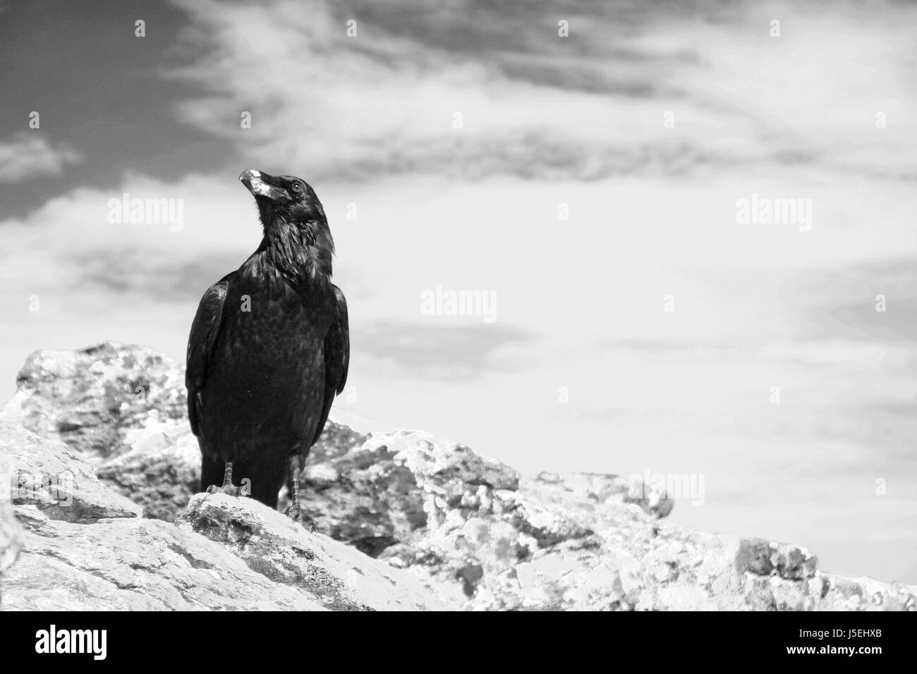 bird birds scavenger bad peccant wickedly evil raven mountain story stone Stock Photo