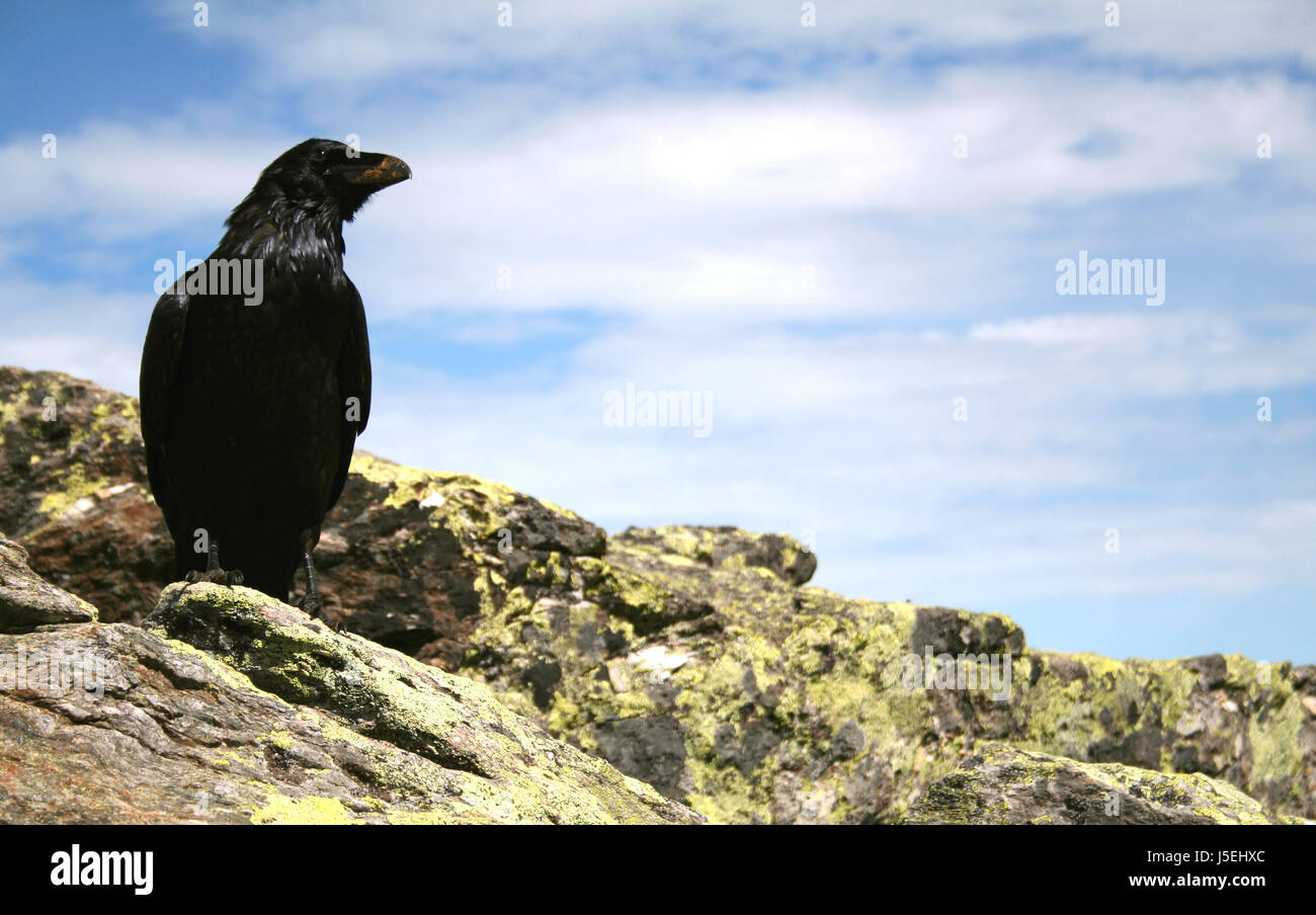 raven no. 1 Stock Photo Alamy