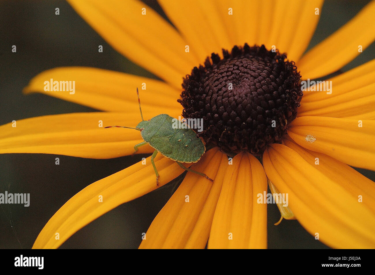 beetle on chrysanthemum Stock Photo Alamy