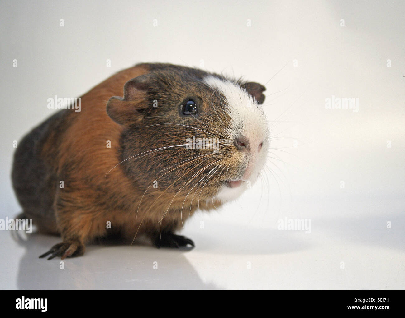 pets,rodent,gnawers,salt water,sea,ocean,water,guinea pig,meersau,hautier Stock Photo