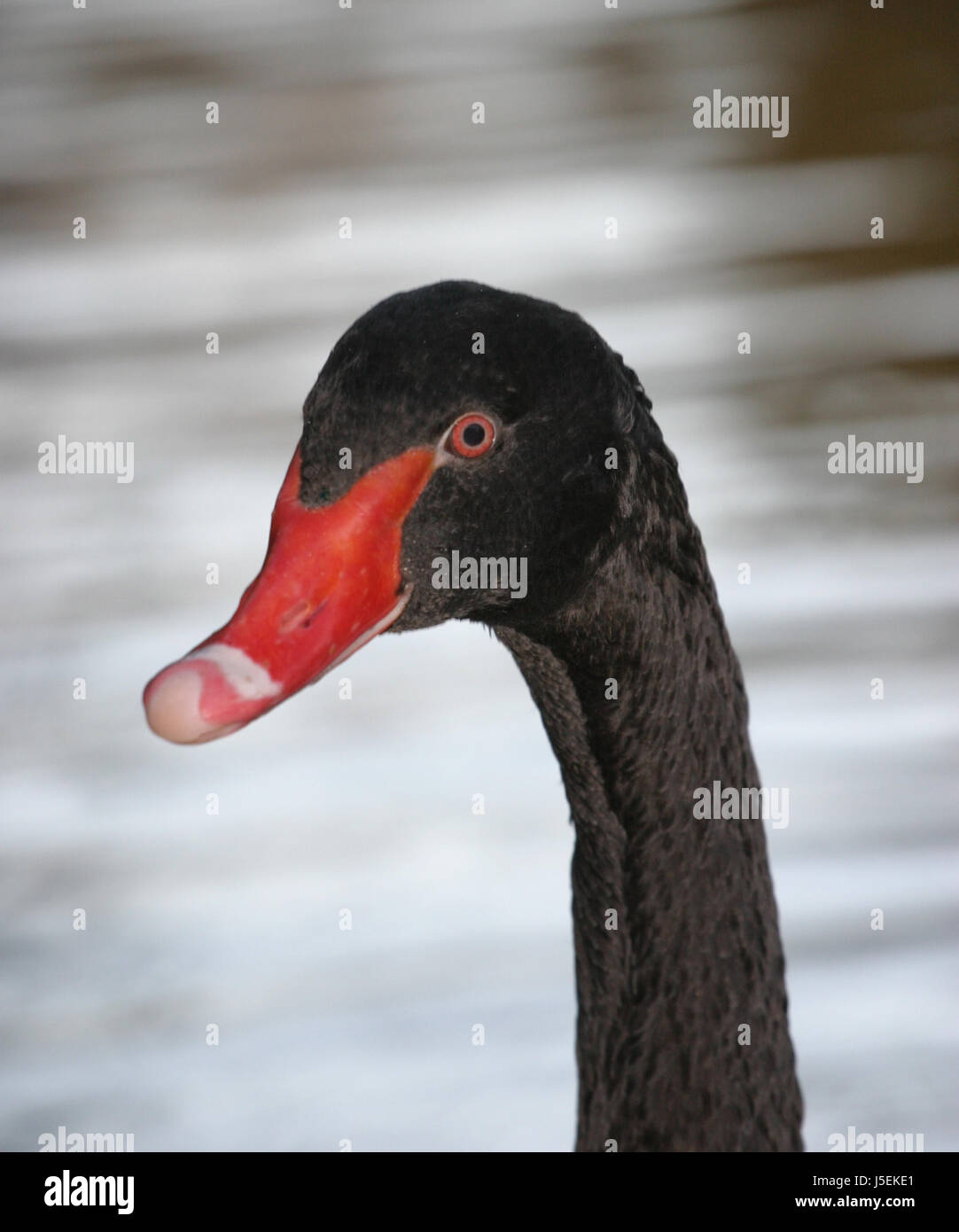 black swan,cygnus atratus Stock Photo