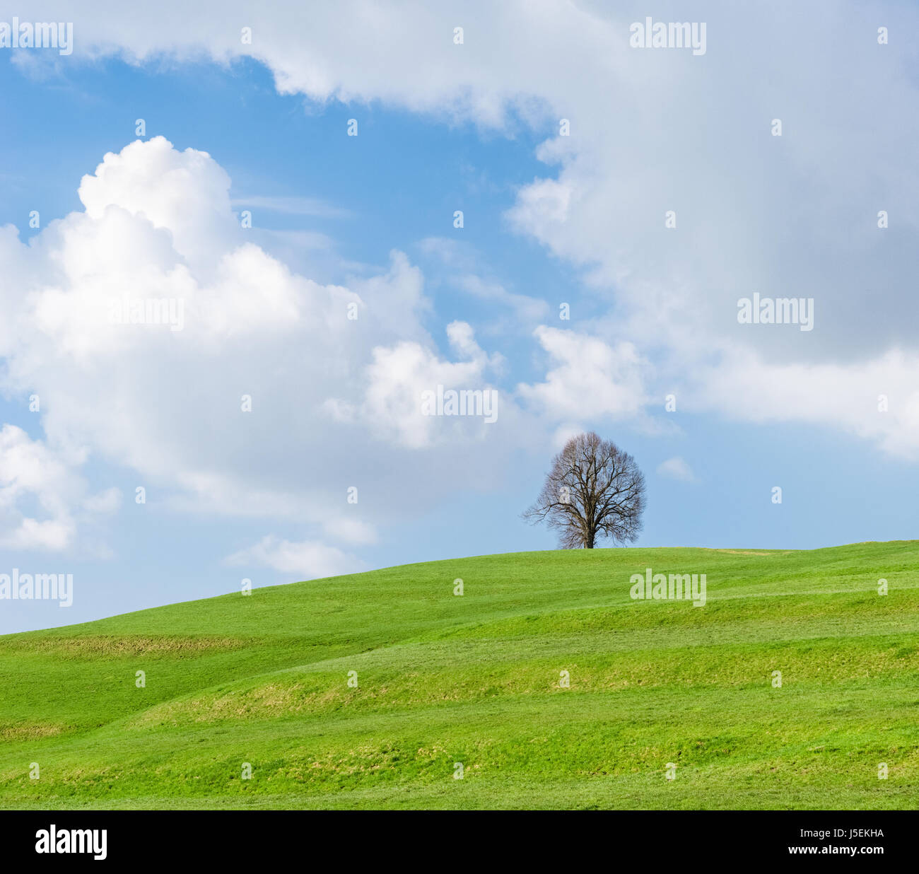Lonely tree on green hill, blue sky and white clouds Stock Photo