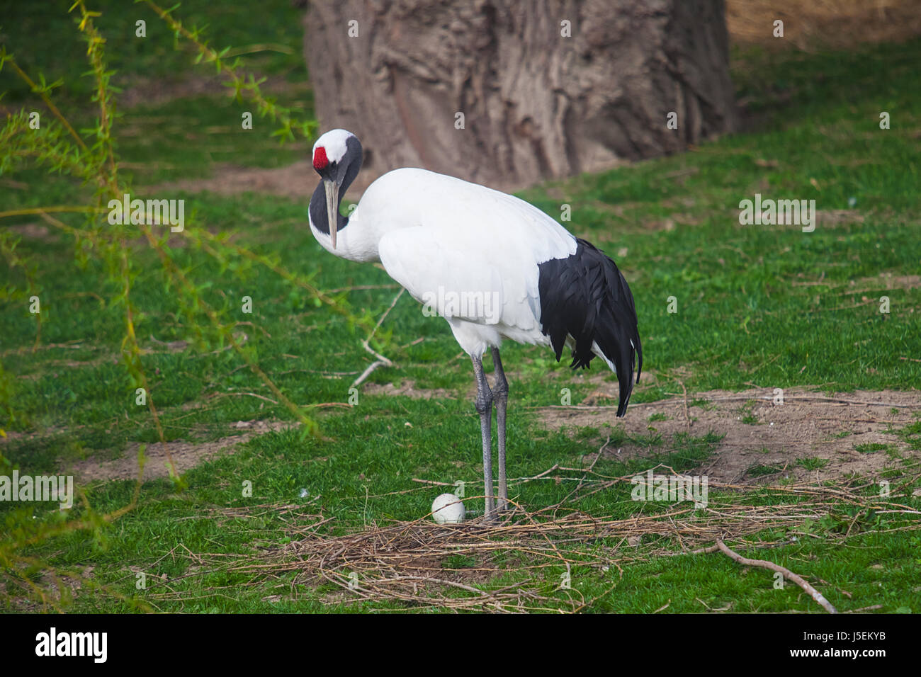 Two Red-crowned crane near nest with one egg. Grus japonensis Stock Photo