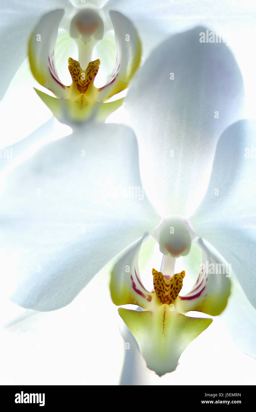 Orchid, Moth orchid, Phalaenopsis, Studio shot of white coloured flowers. Stock Photo