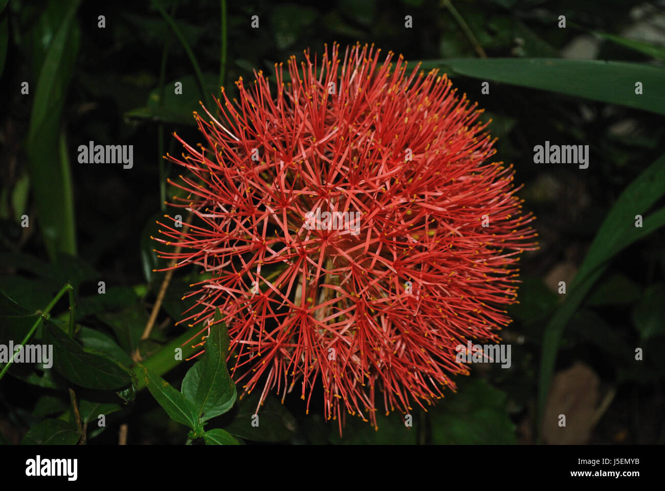 Bloody Lily High Resolution Stock Photography And Images Alamy Bloody Lily High Resolution Stock Photography And Images Alamy