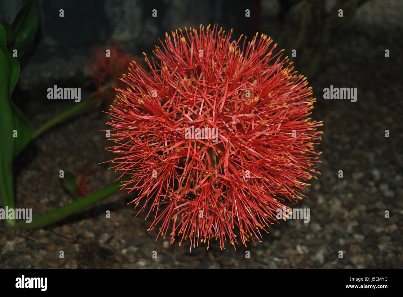 Scadoxus is a genus of African and Arabian plants in the Amaryllis family, subfamily Amaryllidoideae.[2] The English name 'blood lily' Stock Photo