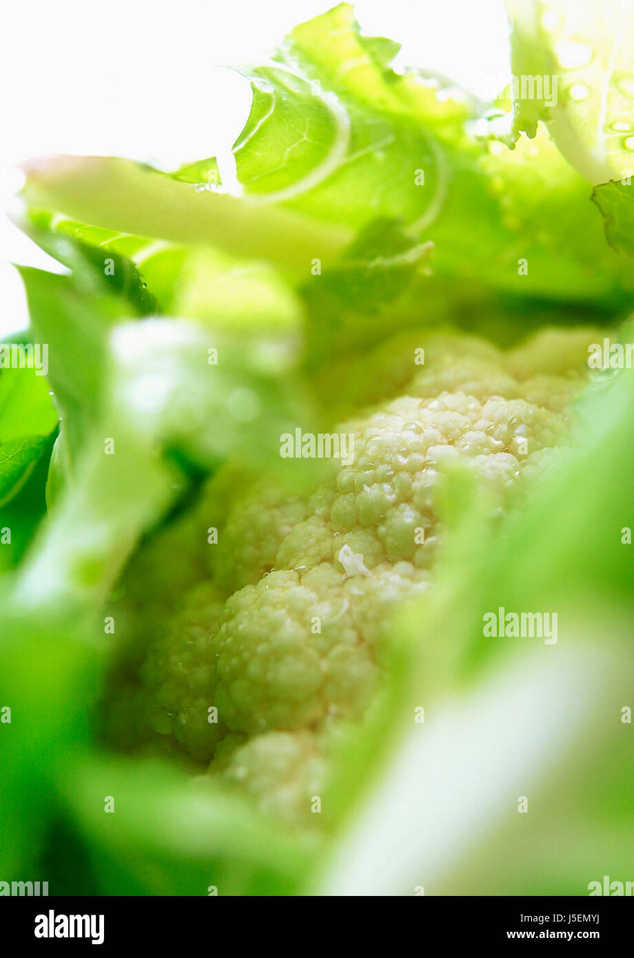 Cauliflower, Brassica oleracea botrytis, Studio shot of vegetable. Stock Photo