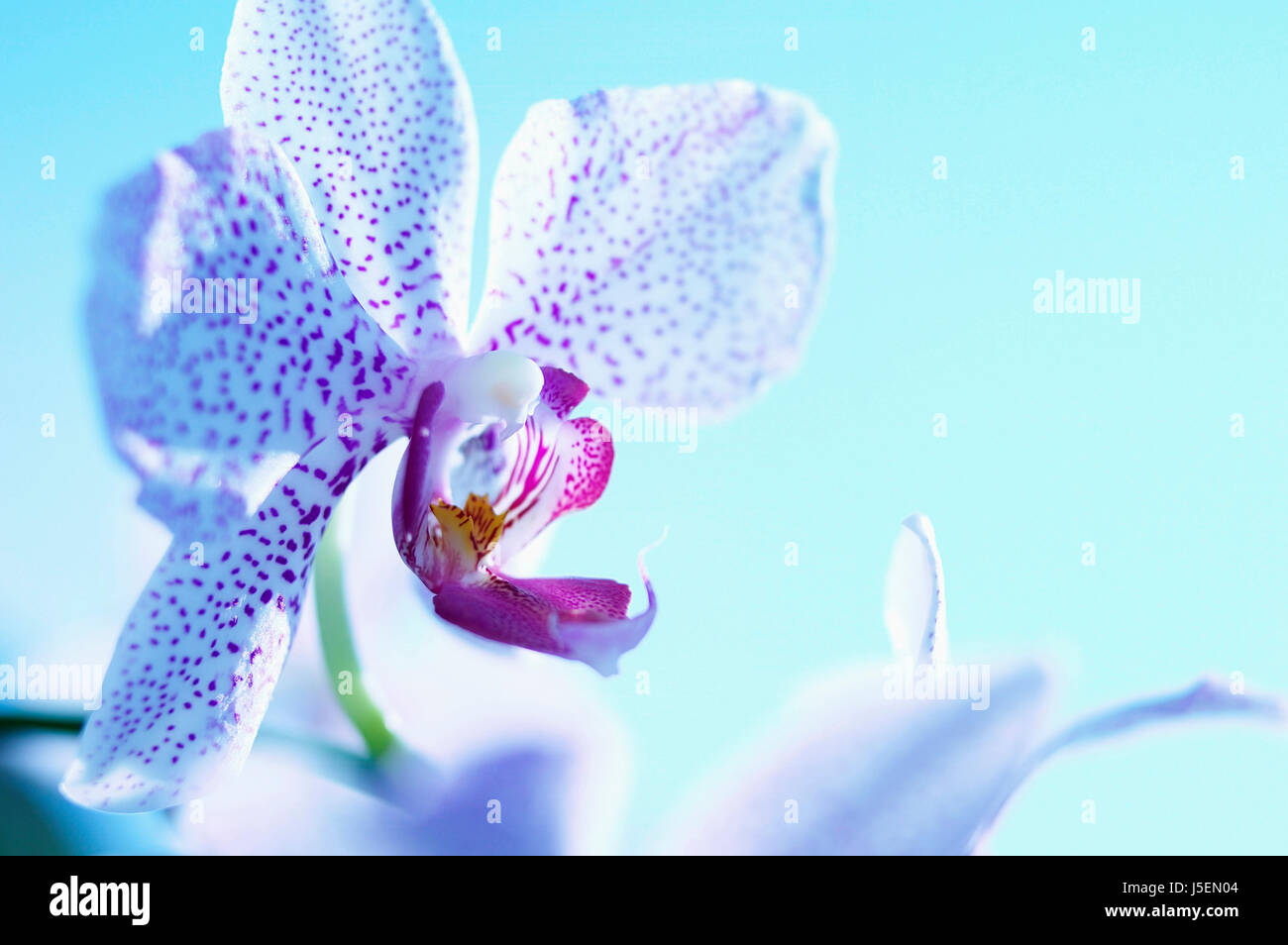 Orchid, Moth orchid, Phalaenopsis, Studio shot offlower against blue background. Stock Photo