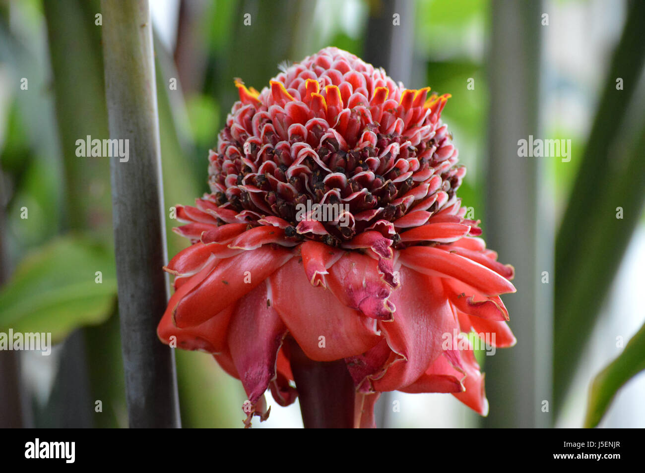 Red Torch Ginger Stock Photo Alamy