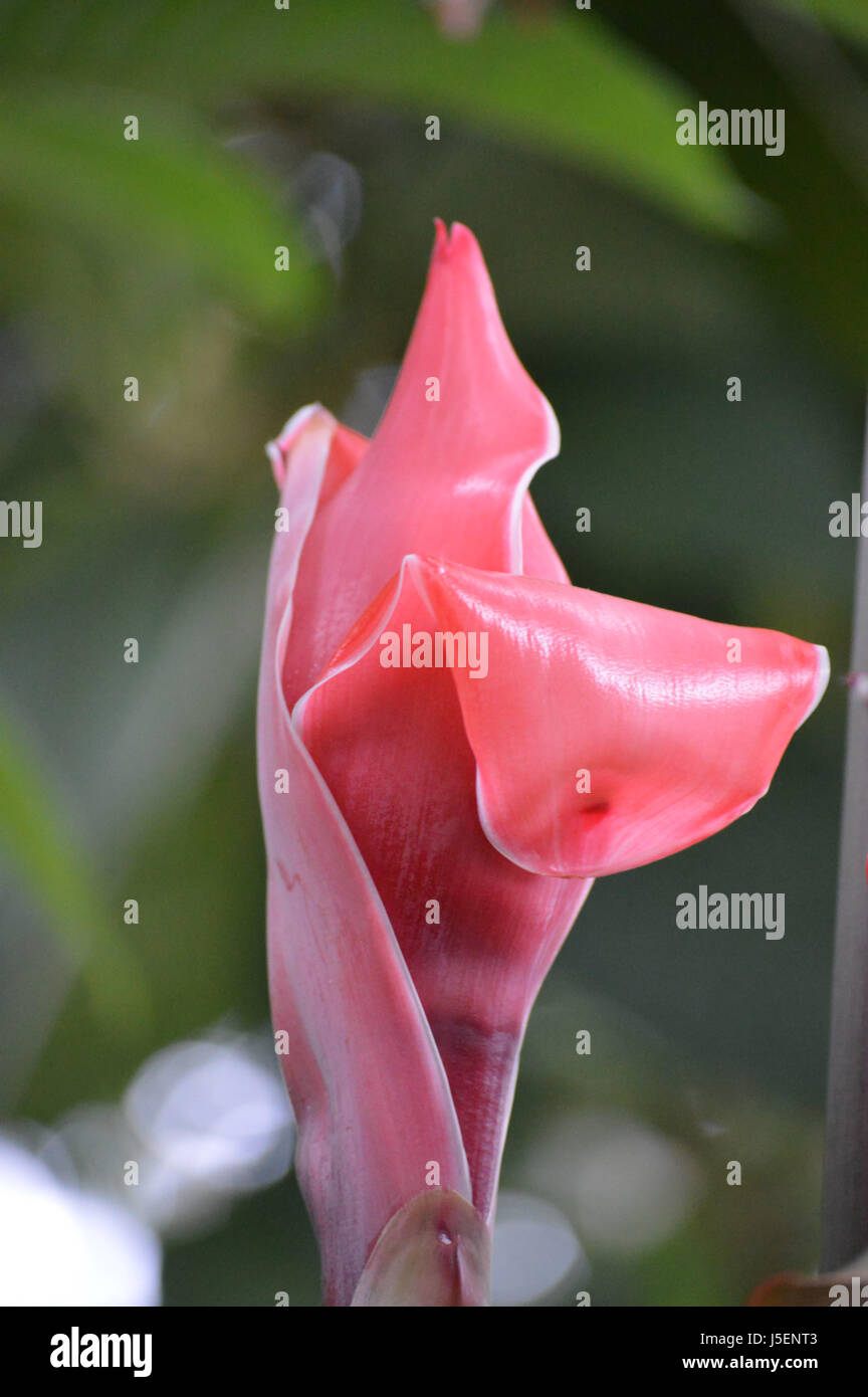 Red Torch Ginger Stock Photo Alamy