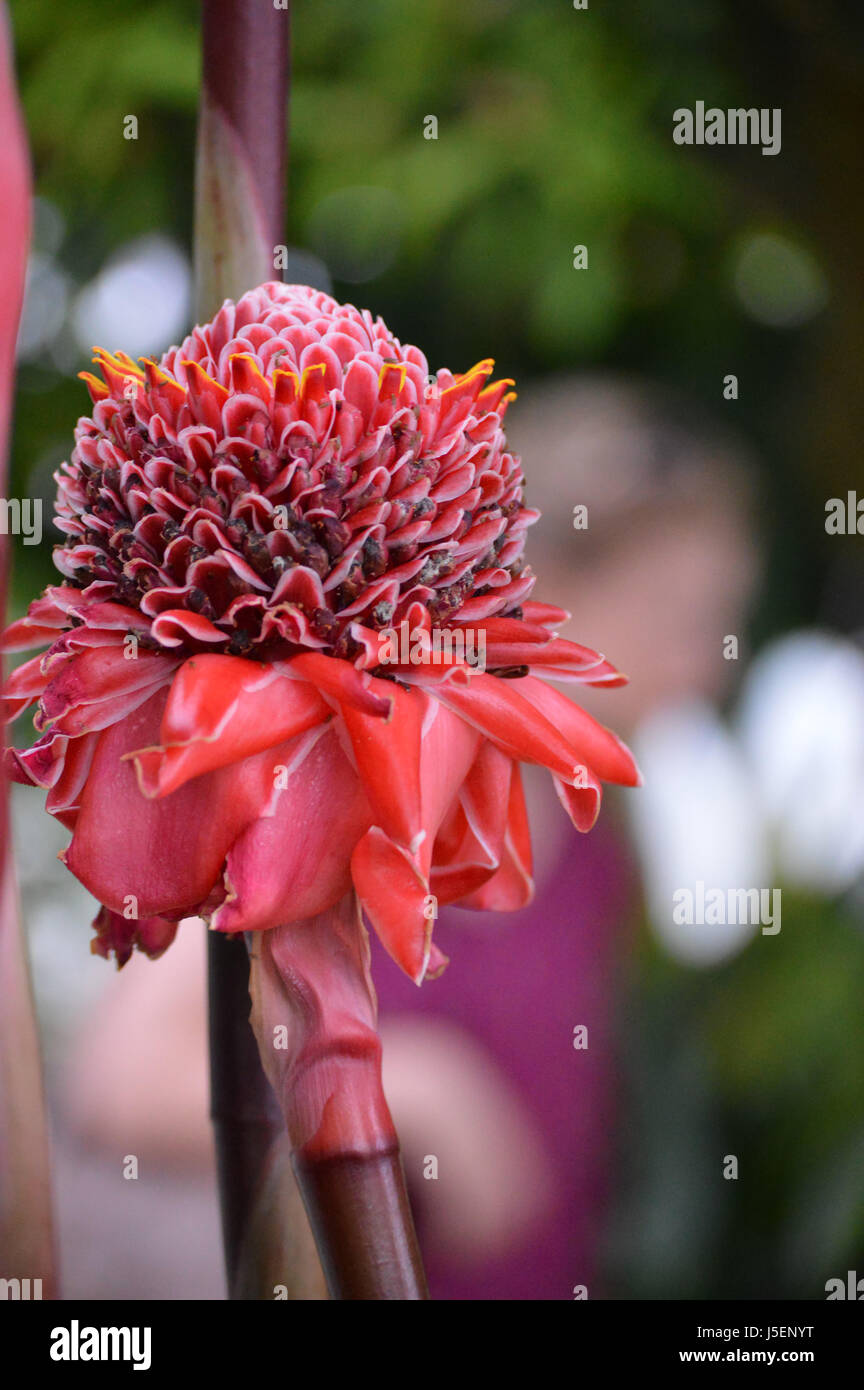 Red Torch Ginger Stock Photo Alamy