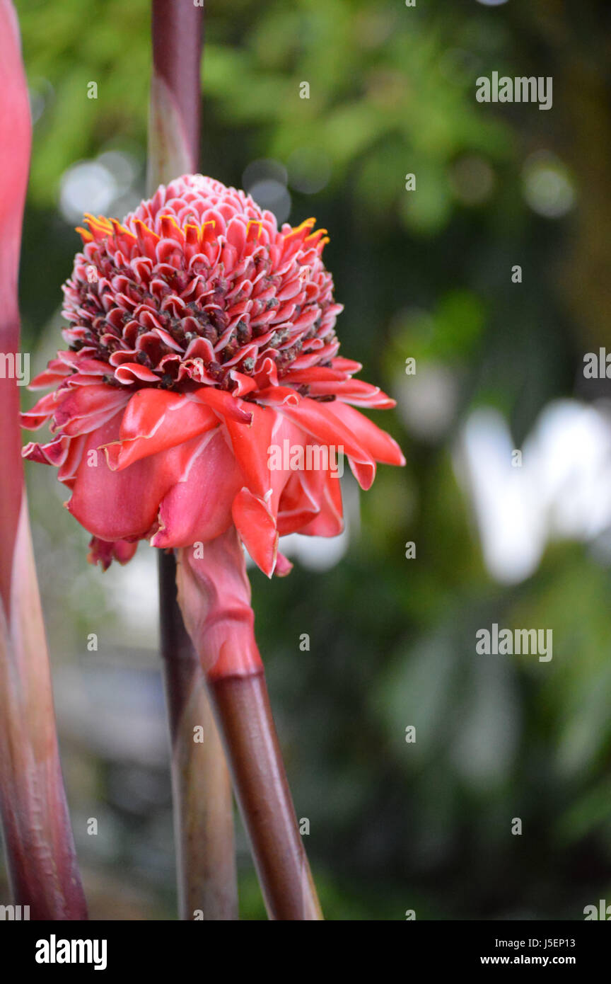 Red Torch Ginger Stock Photo Alamy