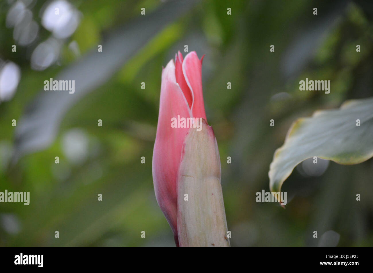 Red Torch Ginger Stock Photo Alamy