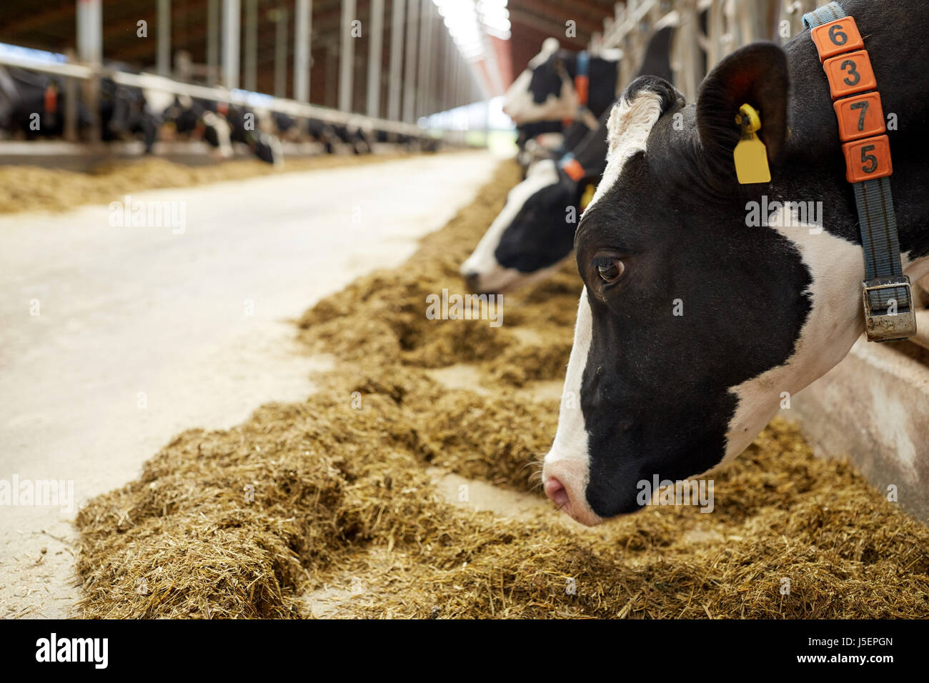 herd of cows eating hay in cowshed on dairy farm Stock Photo - Alamy