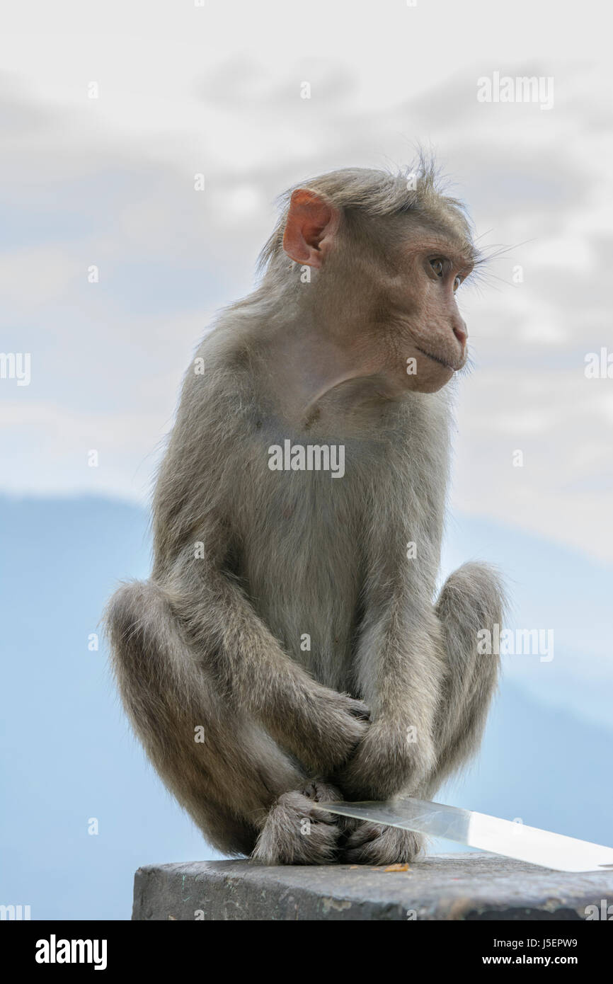 Portrait of a Bonnet macaque monkey (Macaca radiata) in in the mountainous region of Wayanad District, Kerala, South India, South Asia Stock Photo