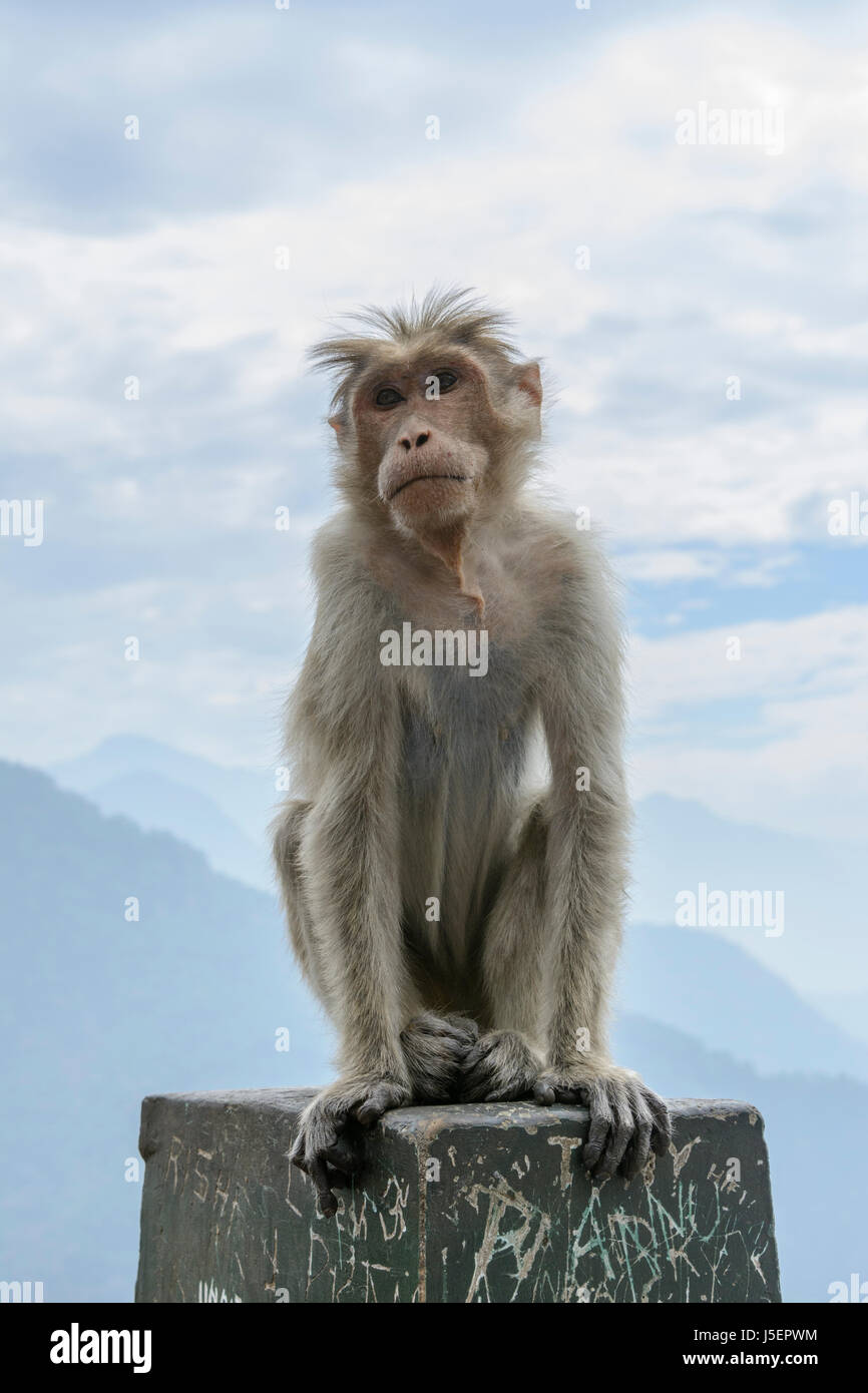 Wild animals in kerala hi-res stock photography and images - Alamy Wild animals in kerala hi-res stock photography and images - Alamy