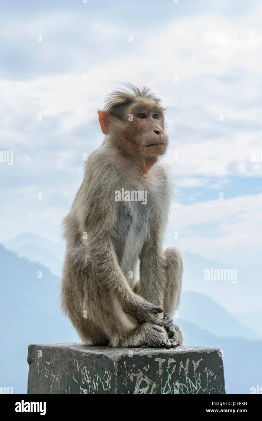 Portrait of a Bonnet macaque monkey (Macaca radiata) in in the mountainous region of Wayanad District, Kerala, South India, South Asia Stock Photo